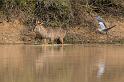 089 Zuid-Afrika, waterbok en blauwe reiger